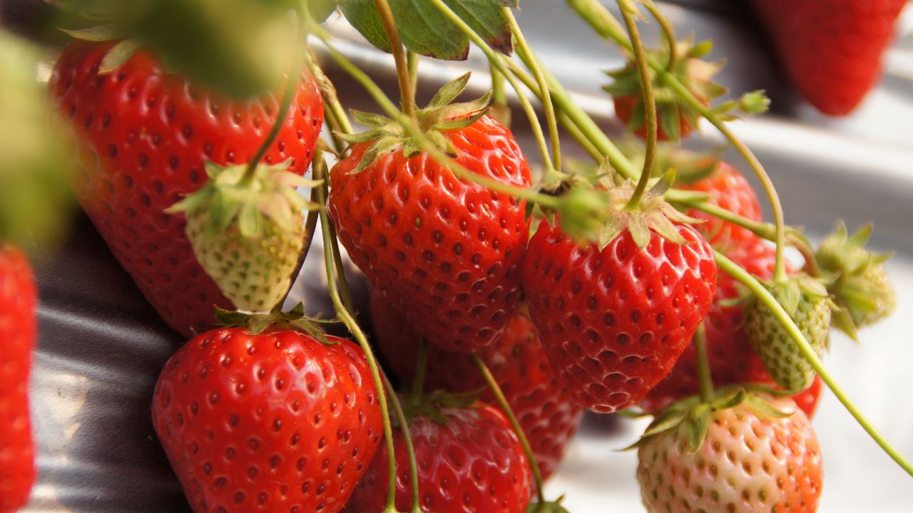 Wallpaper strawberries, berries, macro, red, harvest
