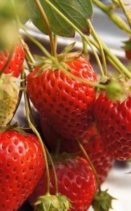 Preview wallpaper strawberries, berries, macro, red, harvest