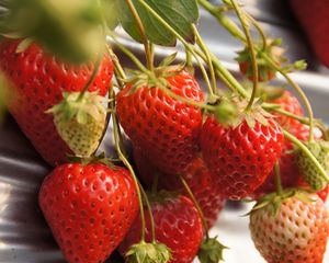 Preview wallpaper strawberries, berries, macro, red, harvest