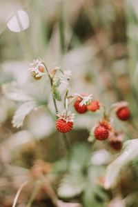 Preview wallpaper strawberries, berries, red, ripe, macro
