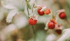 Preview wallpaper strawberries, berries, red, ripe, macro