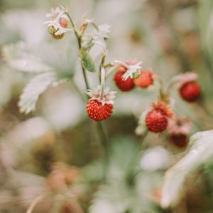 Preview wallpaper strawberries, berries, red, ripe, macro