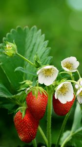 Preview wallpaper strawberries, berries, ripe, flowers, blur