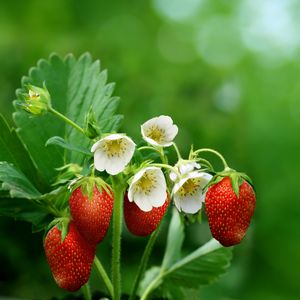 Preview wallpaper strawberries, berries, ripe, flowers, blur