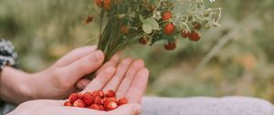 Preview wallpaper strawberries, berries, ripe, bouquet, hands