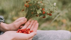 Preview wallpaper strawberries, berries, ripe, bouquet, hands