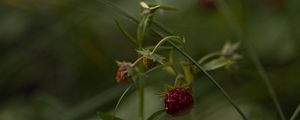 Preview wallpaper strawberries, berry, grass, macro