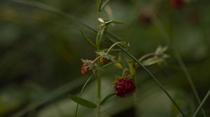 Preview wallpaper strawberries, berry, grass, macro