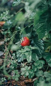 Preview wallpaper strawberries, berry, red, ripe