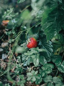 Preview wallpaper strawberries, berry, red, ripe