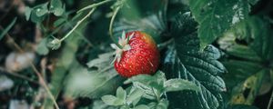 Preview wallpaper strawberries, berry, red, ripe