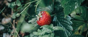 Preview wallpaper strawberries, berry, red, ripe