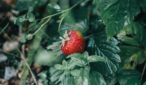 Preview wallpaper strawberries, berry, red, ripe