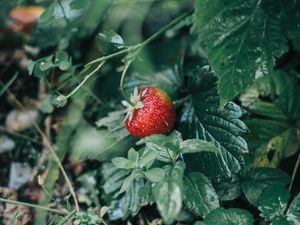 Preview wallpaper strawberries, berry, red, ripe