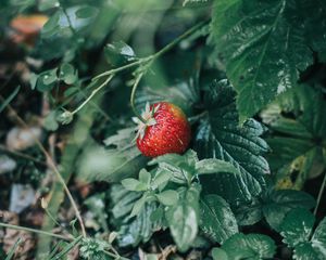 Preview wallpaper strawberries, berry, red, ripe