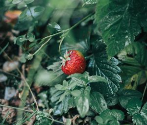 Preview wallpaper strawberries, berry, red, ripe