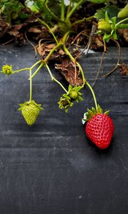 Preview wallpaper strawberries, flowers, berries