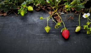 Preview wallpaper strawberries, flowers, berries