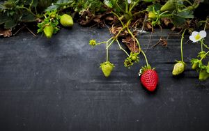 Preview wallpaper strawberries, flowers, berries