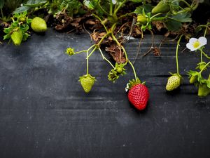 Preview wallpaper strawberries, flowers, berries