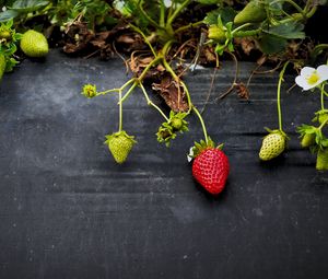 Preview wallpaper strawberries, flowers, berries