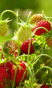Preview wallpaper strawberries, food, branch, leaves