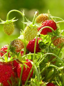 Preview wallpaper strawberries, food, branch, leaves