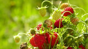 Preview wallpaper strawberries, food, branch, leaves