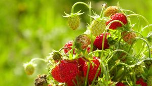 Preview wallpaper strawberries, food, branch, leaves