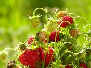 Preview wallpaper strawberries, food, branch, leaves