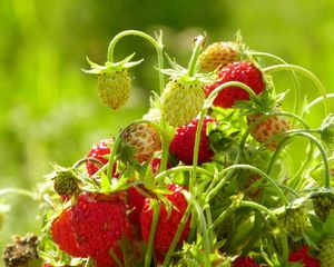 Preview wallpaper strawberries, food, branch, leaves