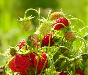 Preview wallpaper strawberries, food, branch, leaves