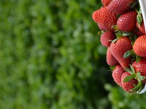 Preview wallpaper strawberries, leaves, berries, food