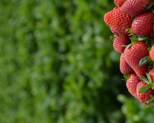 Preview wallpaper strawberries, leaves, berries, food
