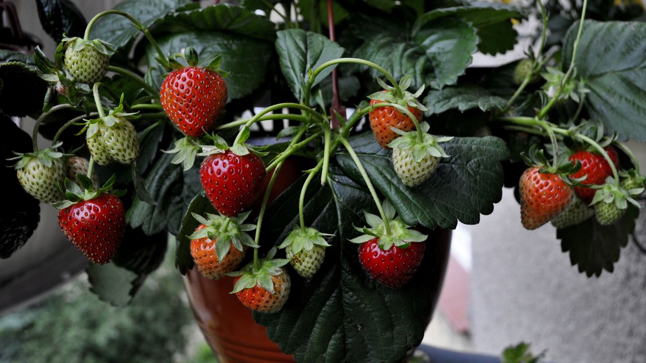 Wallpaper strawberries, strawberry, berries