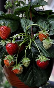 Preview wallpaper strawberries, strawberry, berries