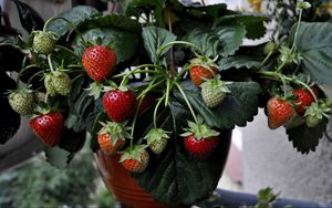 Preview wallpaper strawberries, strawberry, berries