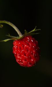 Preview wallpaper strawberries, strawberry, berry, ripe, red