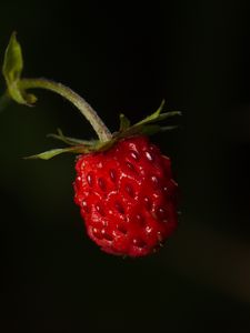 Preview wallpaper strawberries, strawberry, berry, ripe, red