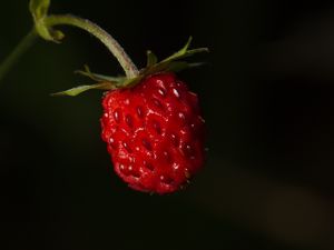 Preview wallpaper strawberries, strawberry, berry, ripe, red