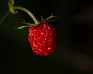 Preview wallpaper strawberries, strawberry, berry, ripe, red