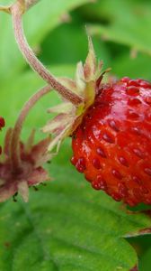 Preview wallpaper strawberries, wild berries, leaves, ripe