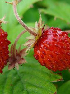 Preview wallpaper strawberries, wild berries, leaves, ripe