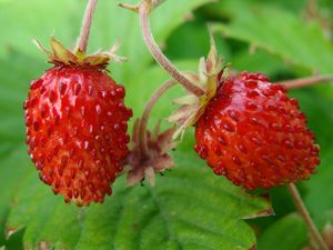 Preview wallpaper strawberries, wild berries, leaves, ripe