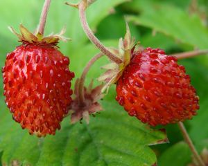 Preview wallpaper strawberries, wild berries, leaves, ripe