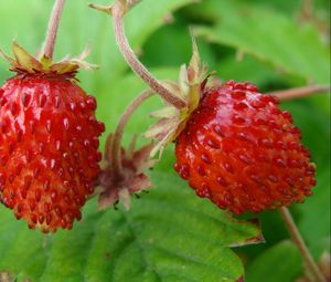 Preview wallpaper strawberries, wild berries, leaves, ripe