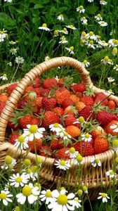 Preview wallpaper strawberry, basket, berry, camomiles, flowers, field