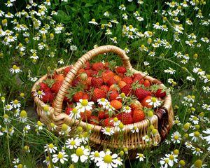 Preview wallpaper strawberry, basket, berry, camomiles, flowers, field