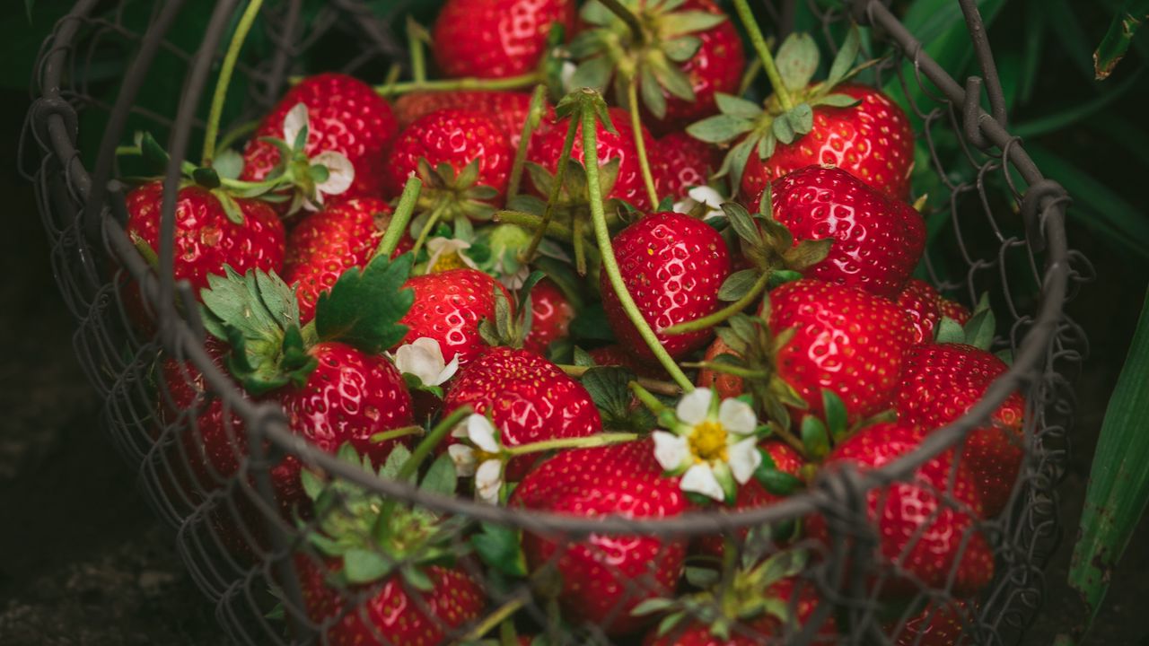 Wallpaper strawberry, berries, basket, red, fresh, ripe