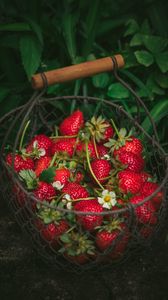 Strawberry berries slices red HD phone wallpaper  Peakpx